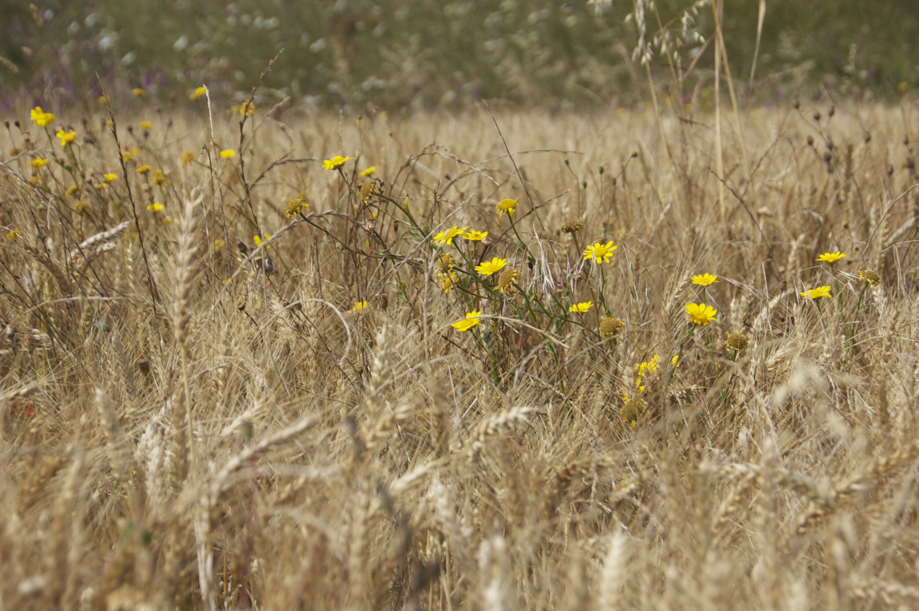 Image of corndaisy