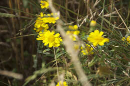 Image of corndaisy