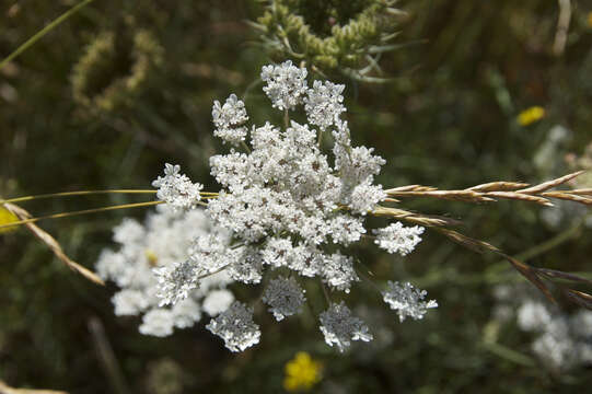 Image of Queen Anne's lace