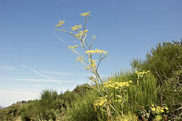 Image of fennel