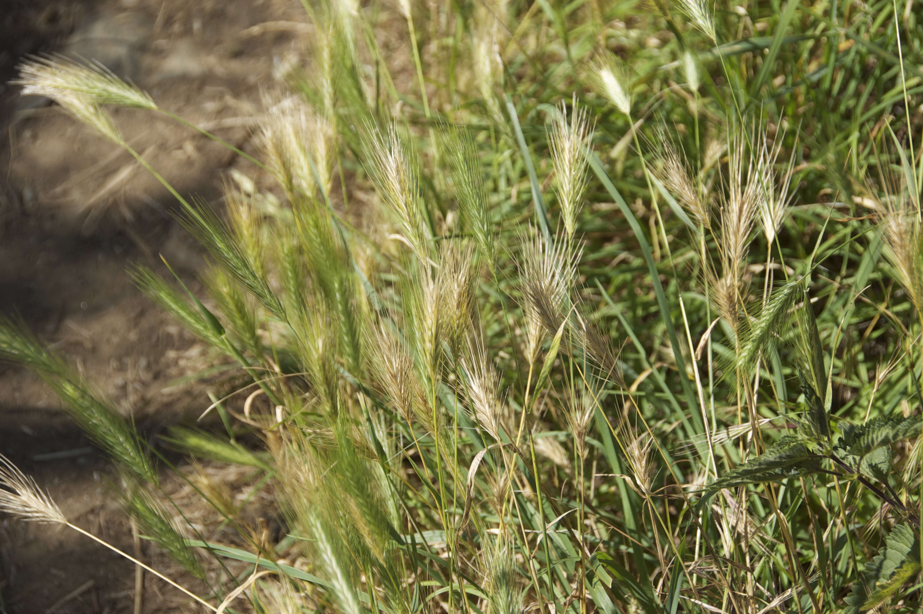 Image of common barley