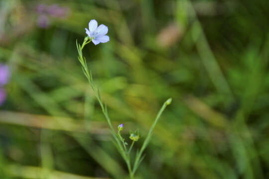 Image of pale flax