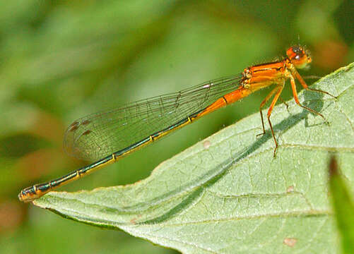 Image of Eastern Forktail