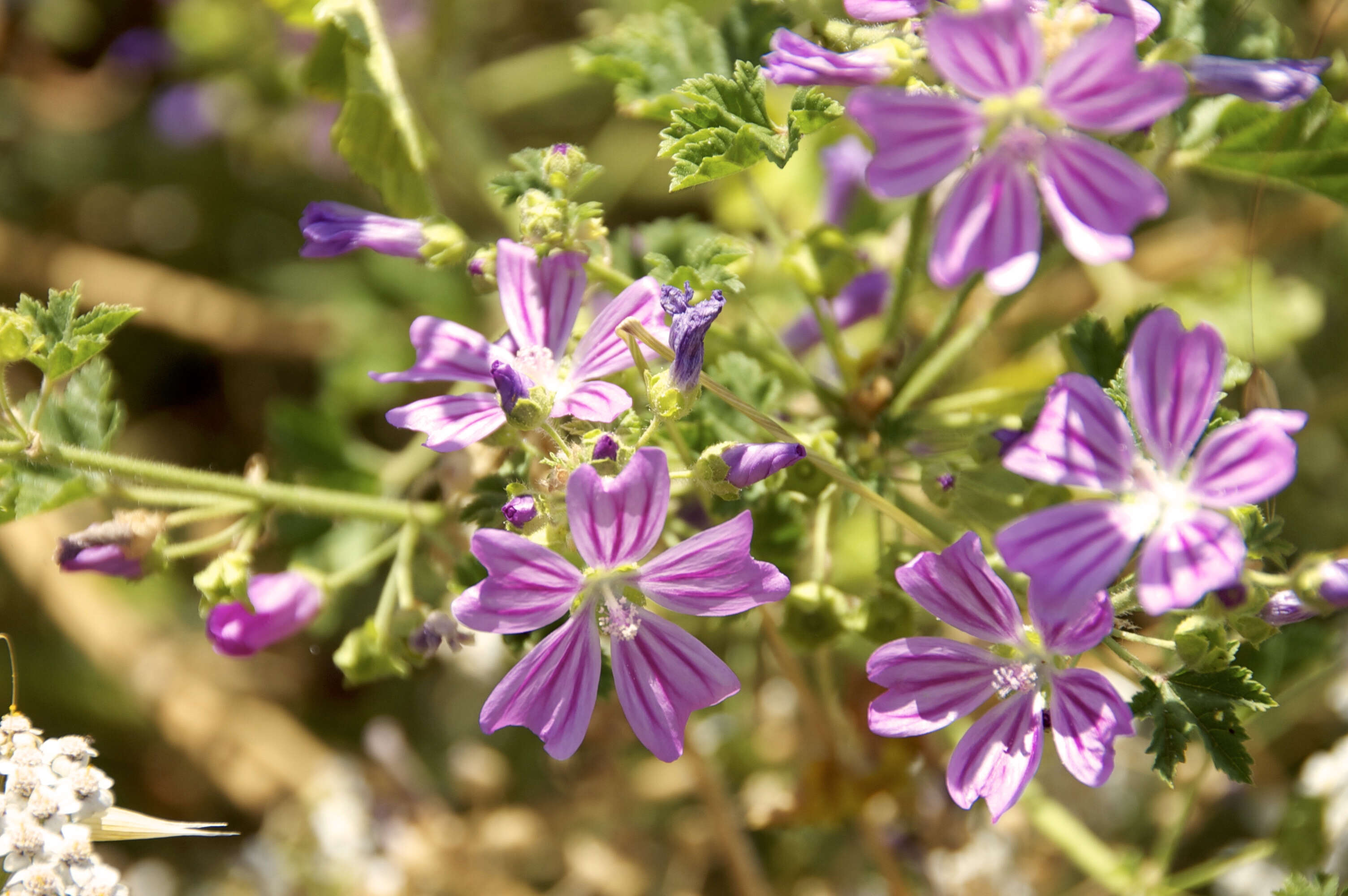 Image of high mallow