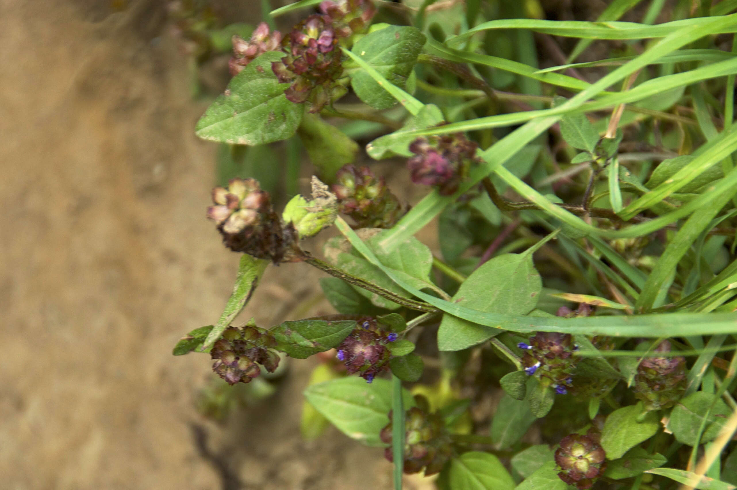 Image of common selfheal