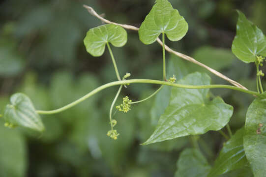 Image of Dioscorea communis (L.) Caddick & Wilkin