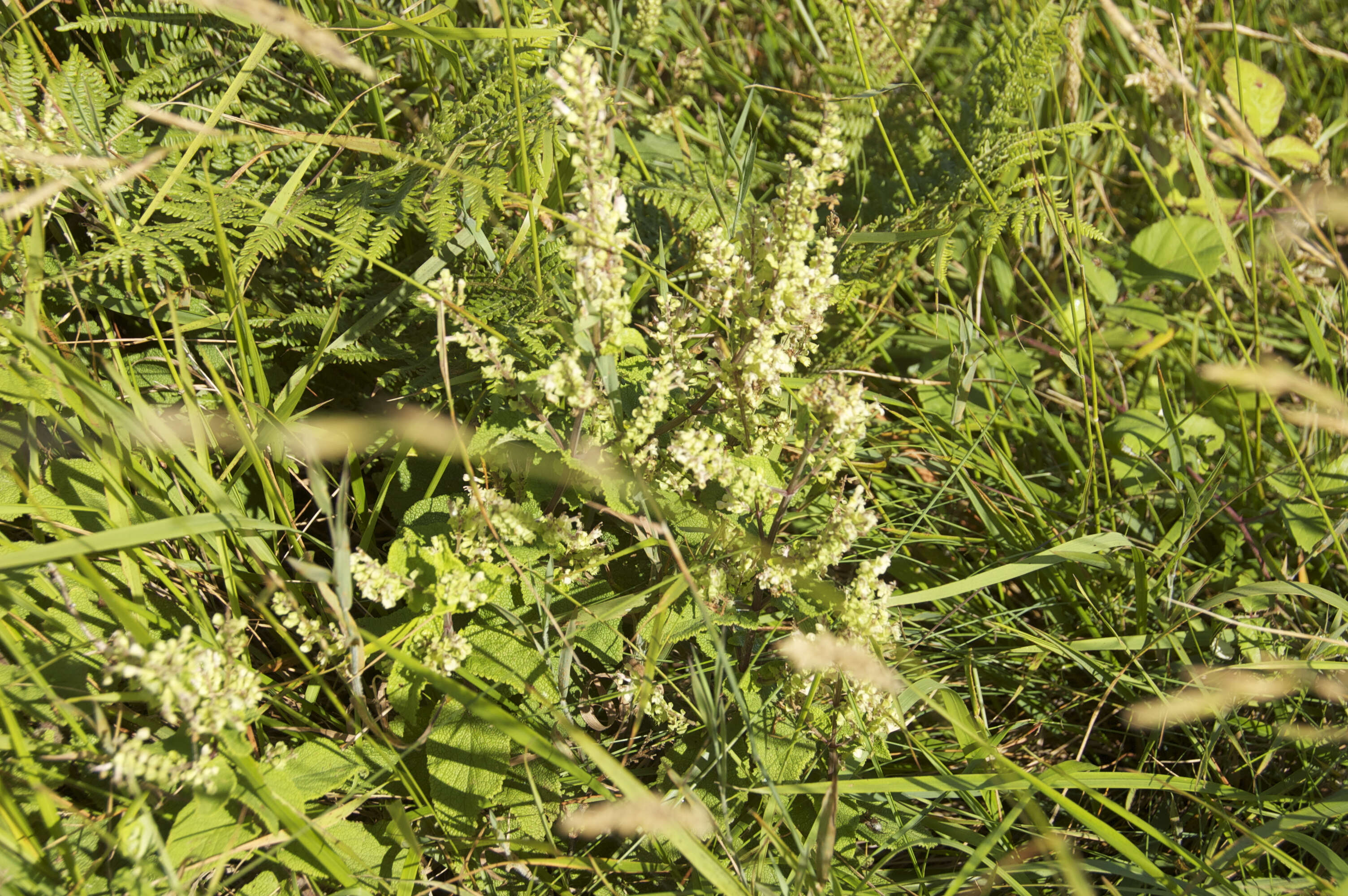 Слика од Teucrium scorodonia L.