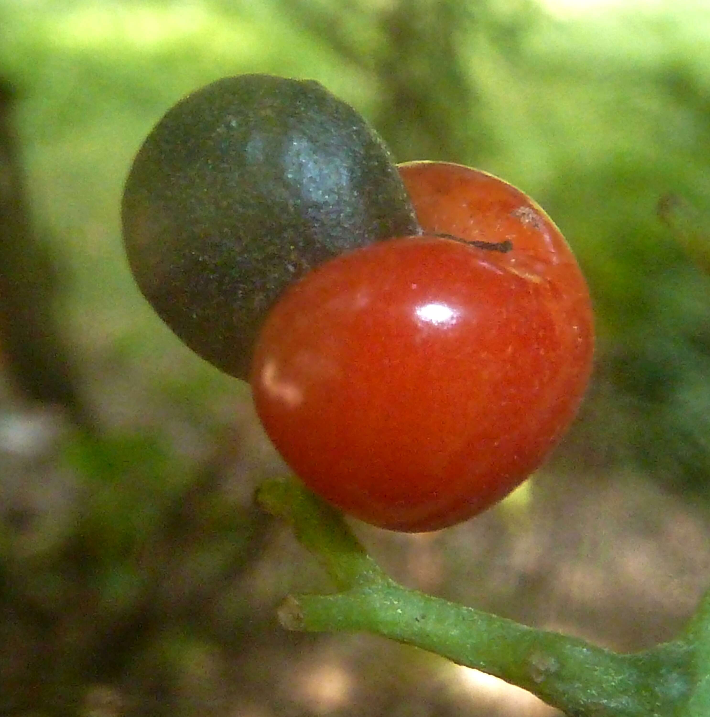 Image of Apodytes dimidiata E. Mey. ex Arn.