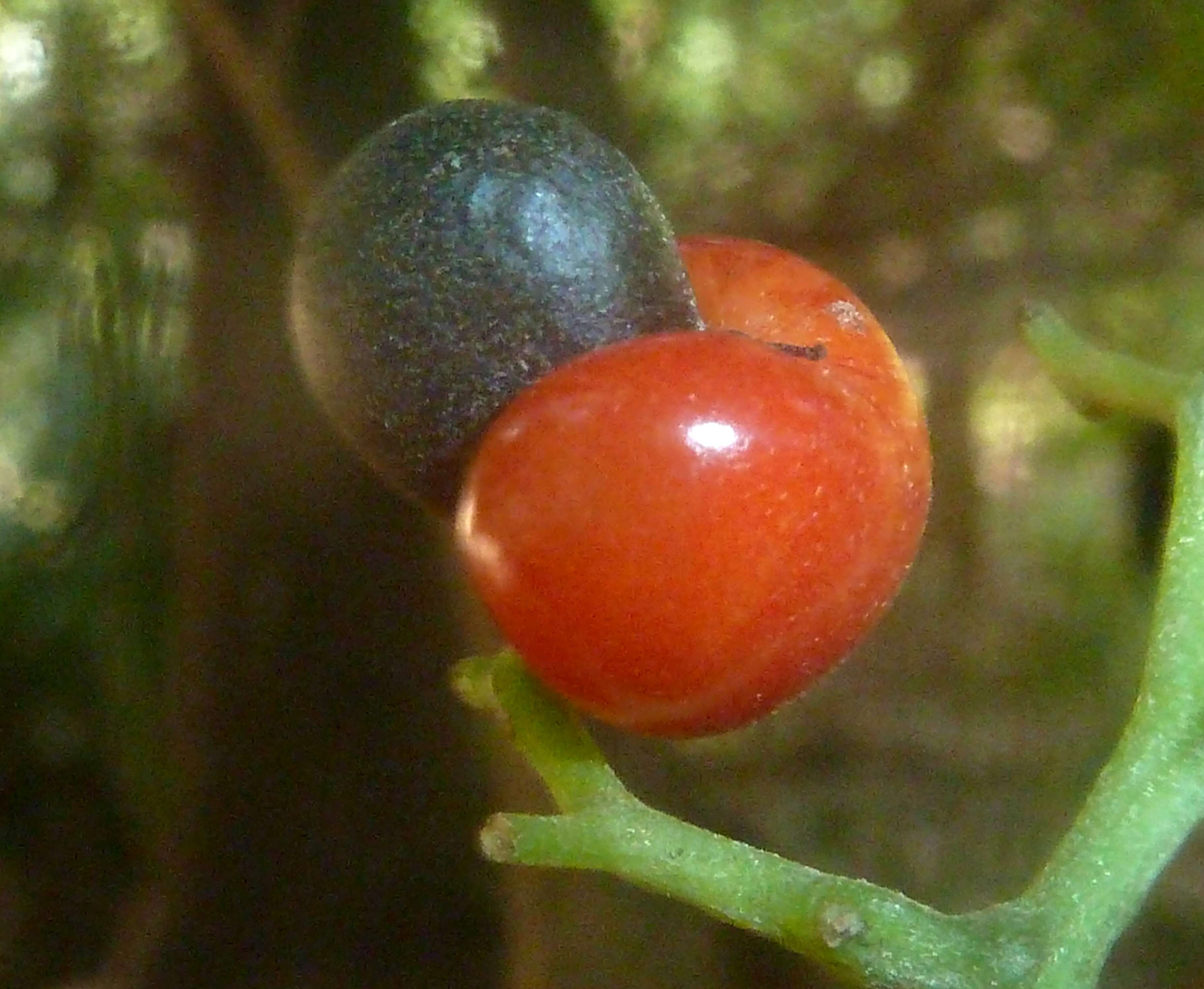 Image of Apodytes dimidiata E. Mey. ex Arn.