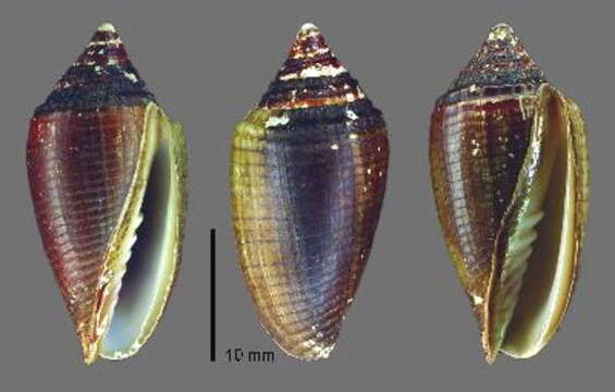 Image of Pterygia conus (Gmelin 1791)