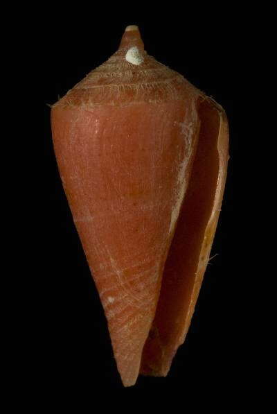 Image of Conus corallinus Kiener 1847