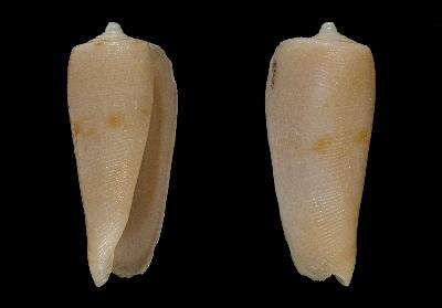 صورة Conus cymbioides Monnier, Tenorio, Bouchet & Puillandre 2018