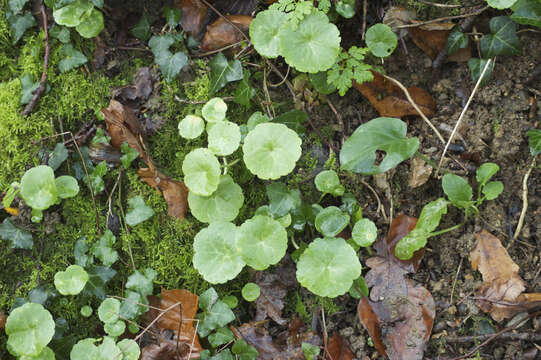 Image of Umbilicus rupestris (Salisb.) Dandy