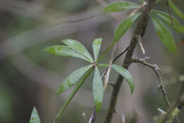 Image of Rubia peregrina L.