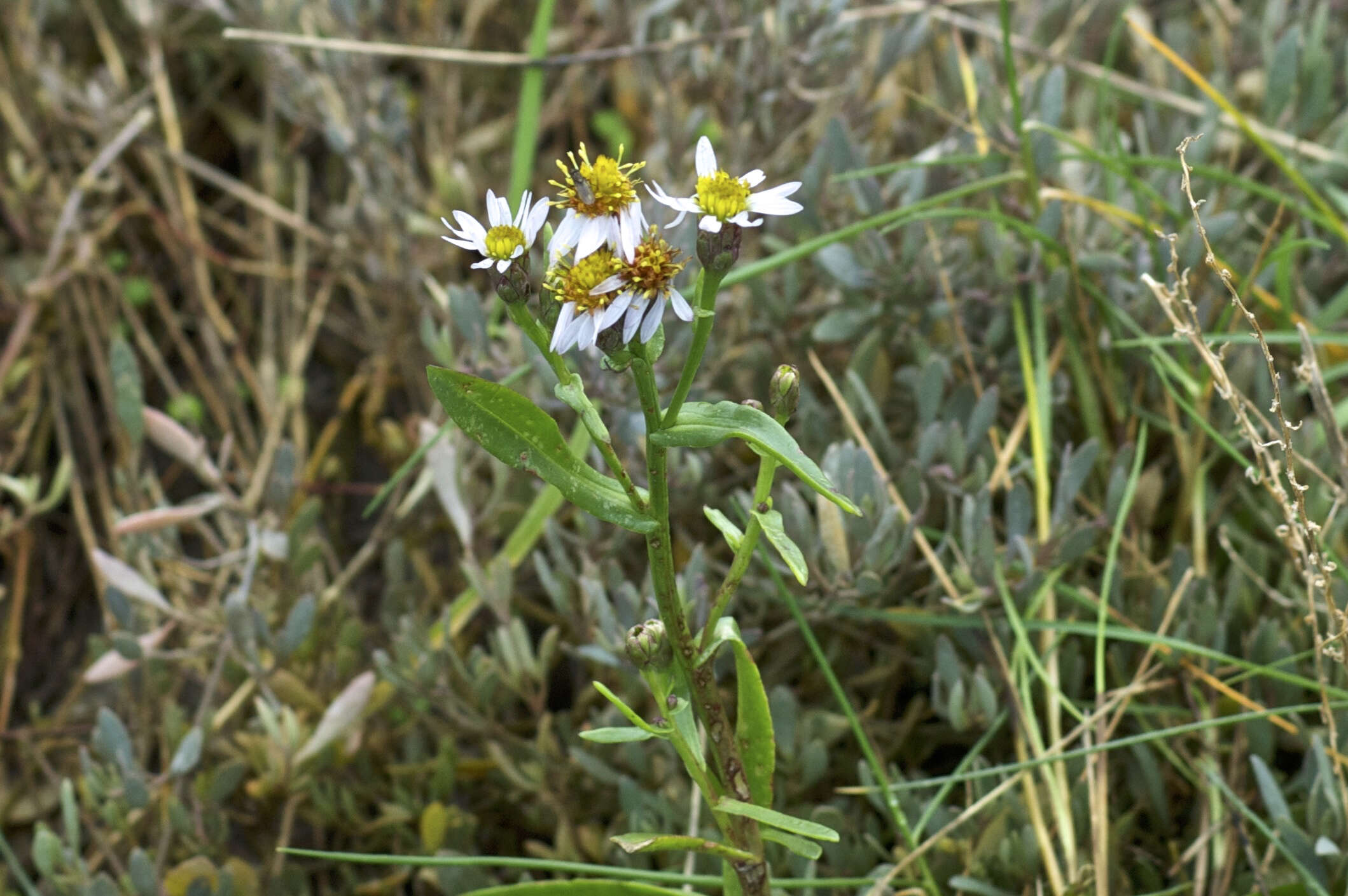 Image of sea aster