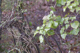 Image of English ivy