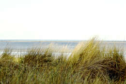 Image of European beachgrass