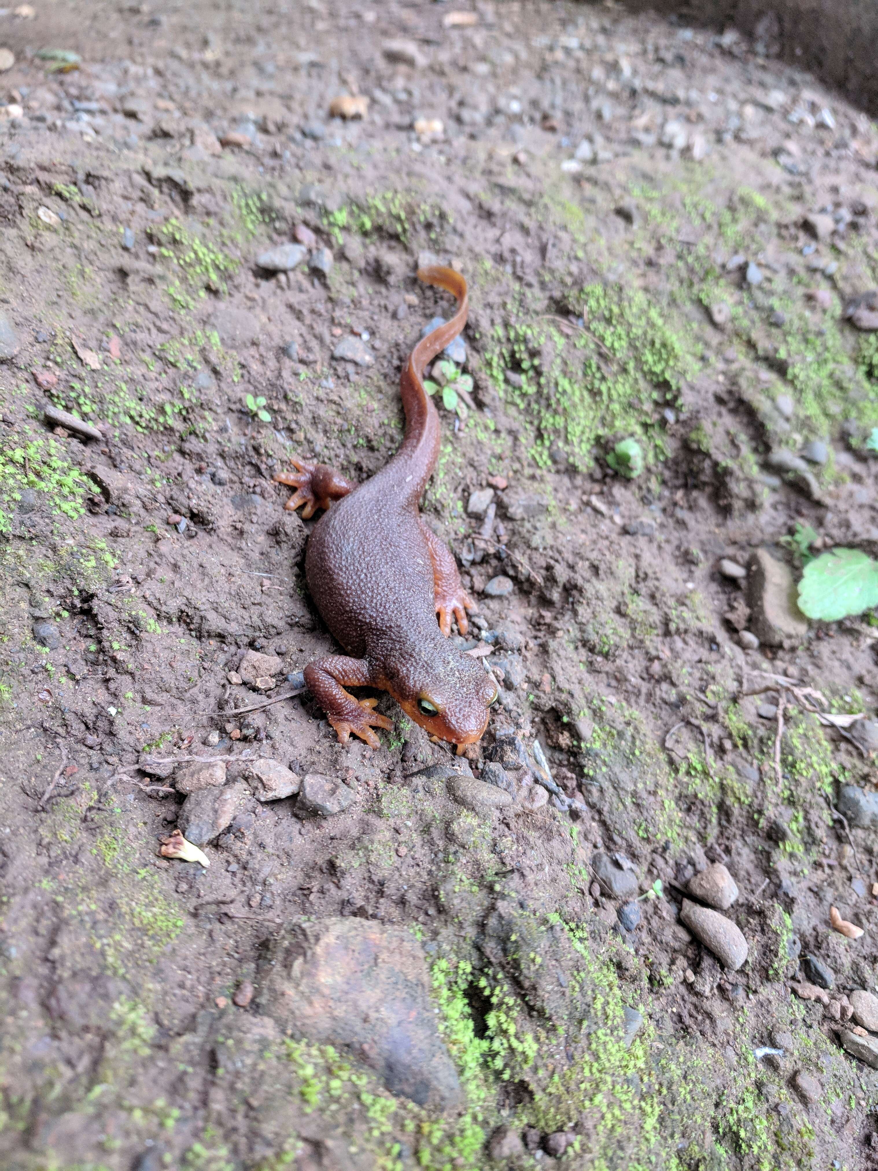 Image of Western North American newts