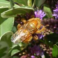 Plancia ëd Xylocopa varipuncta Patton 1879