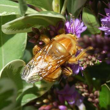 Plancia ëd Xylocopa varipuncta Patton 1879