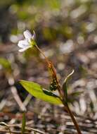 Image of lanceleaf springbeauty