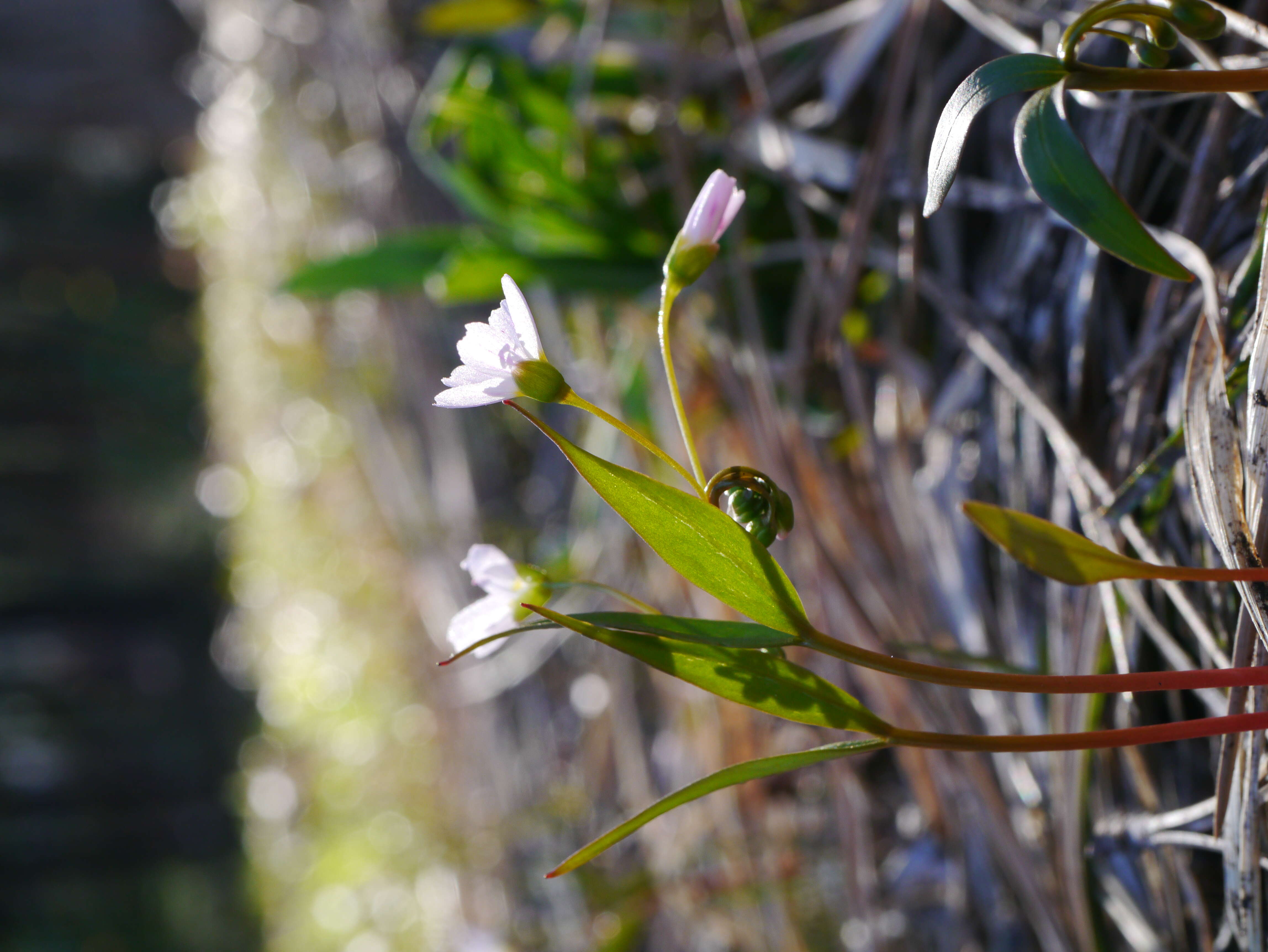 Image of lanceleaf springbeauty