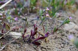 Image of slender phlox