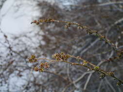 Image of Siberian Elm