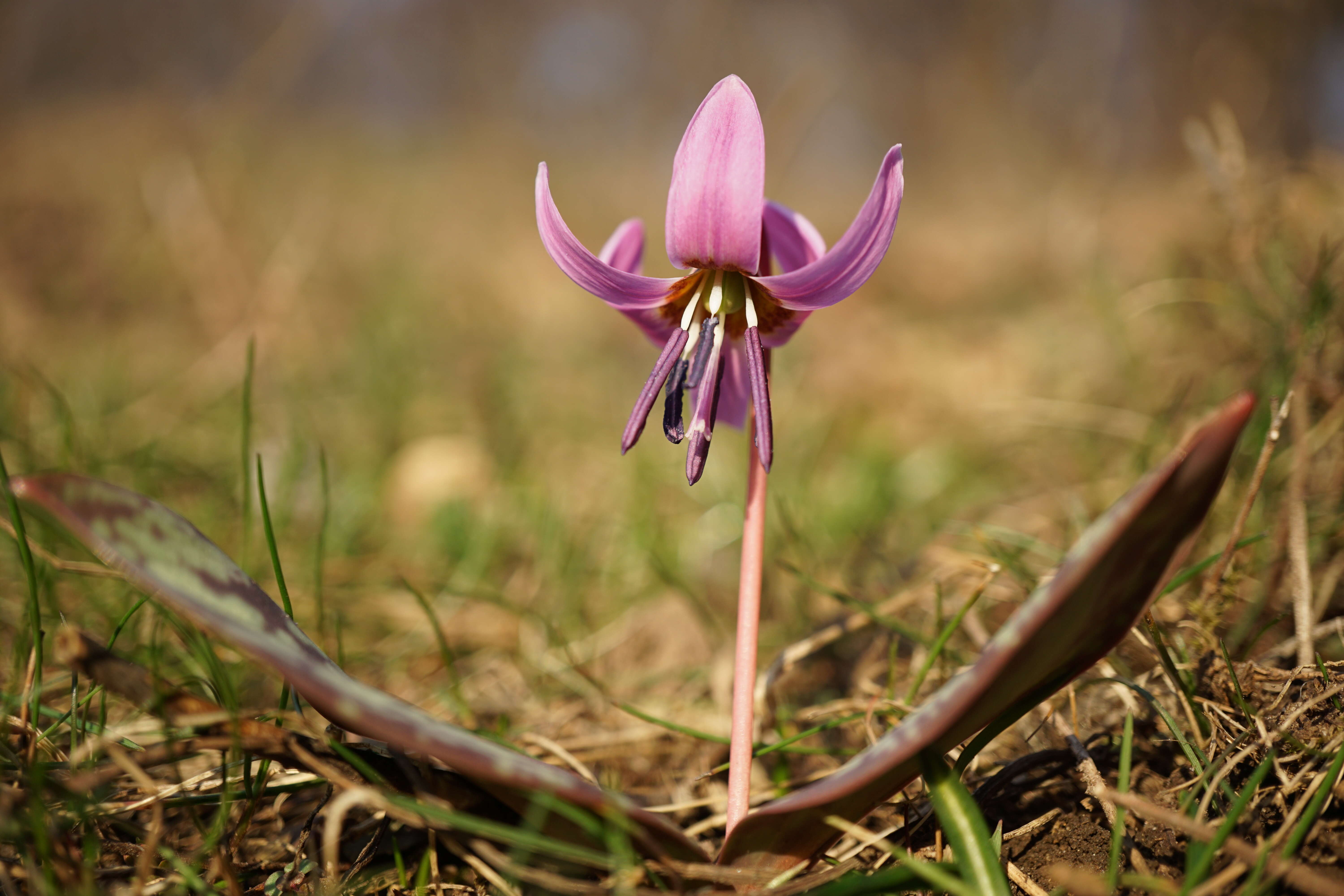 Image of Dog tooth lily