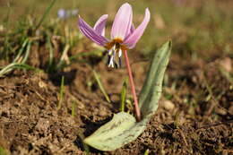 Image of Dog tooth lily