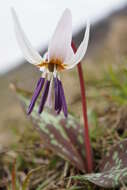 Image of Dog tooth lily