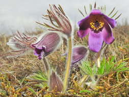 Image of pasqueflower