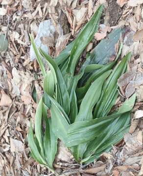 Image of Japanese Sacred Lily