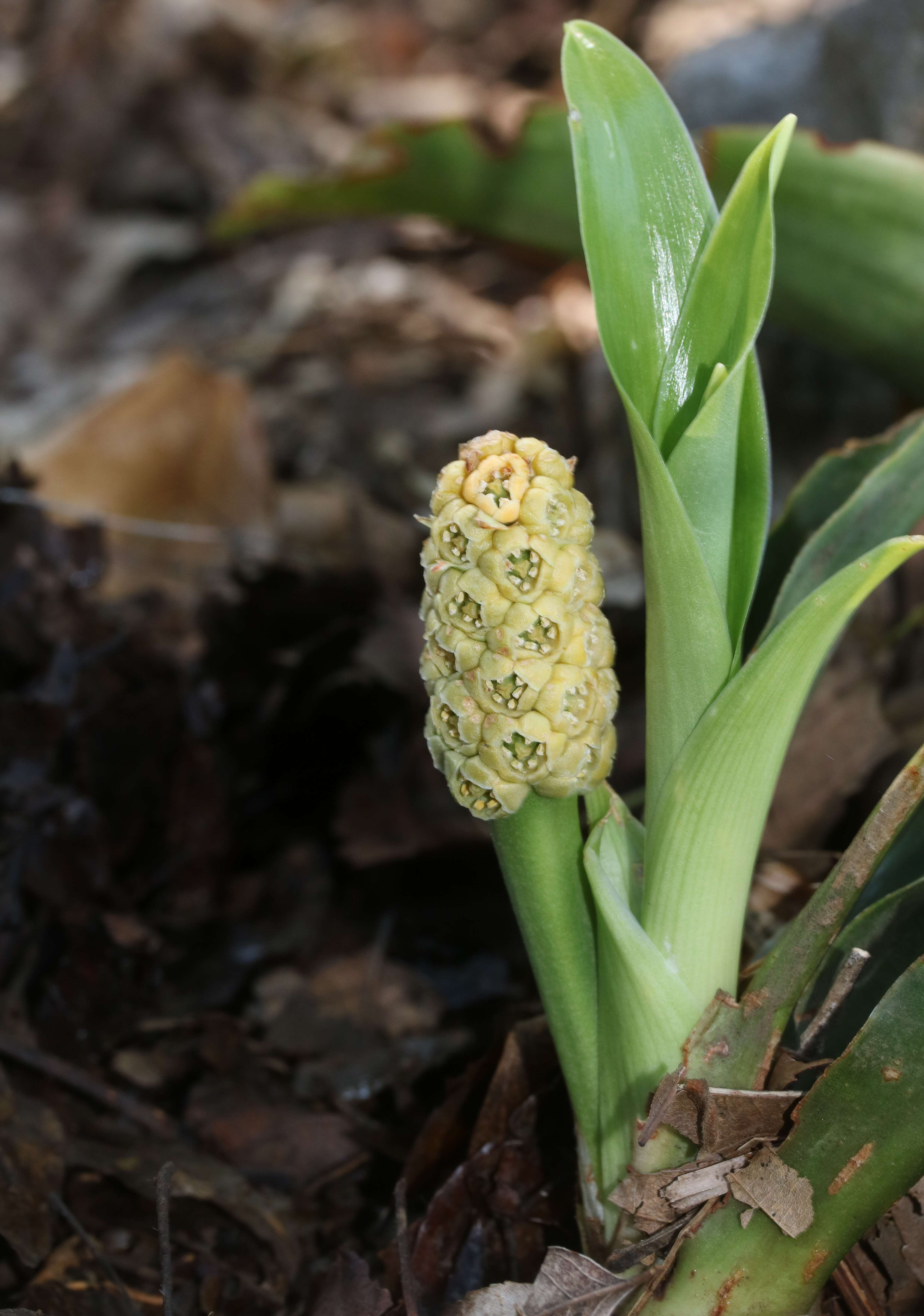 Imagem de Rohdea japonica (Thunb.) Roth