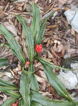 Image of Japanese Sacred Lily