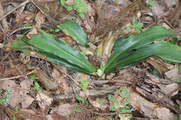 Imagem de Rohdea japonica (Thunb.) Roth