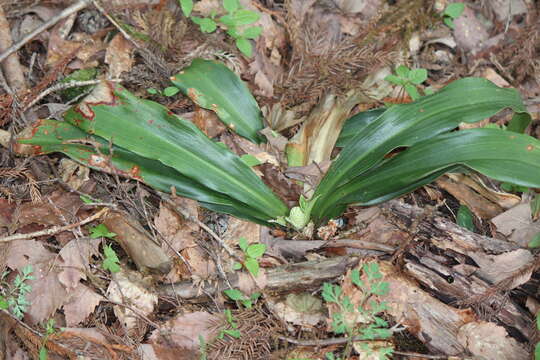 Image of Japanese Sacred Lily