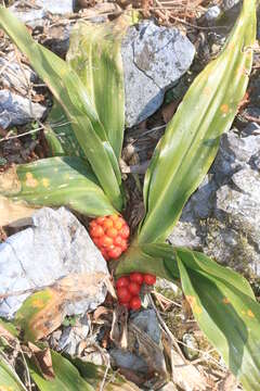 Image of Japanese Sacred Lily