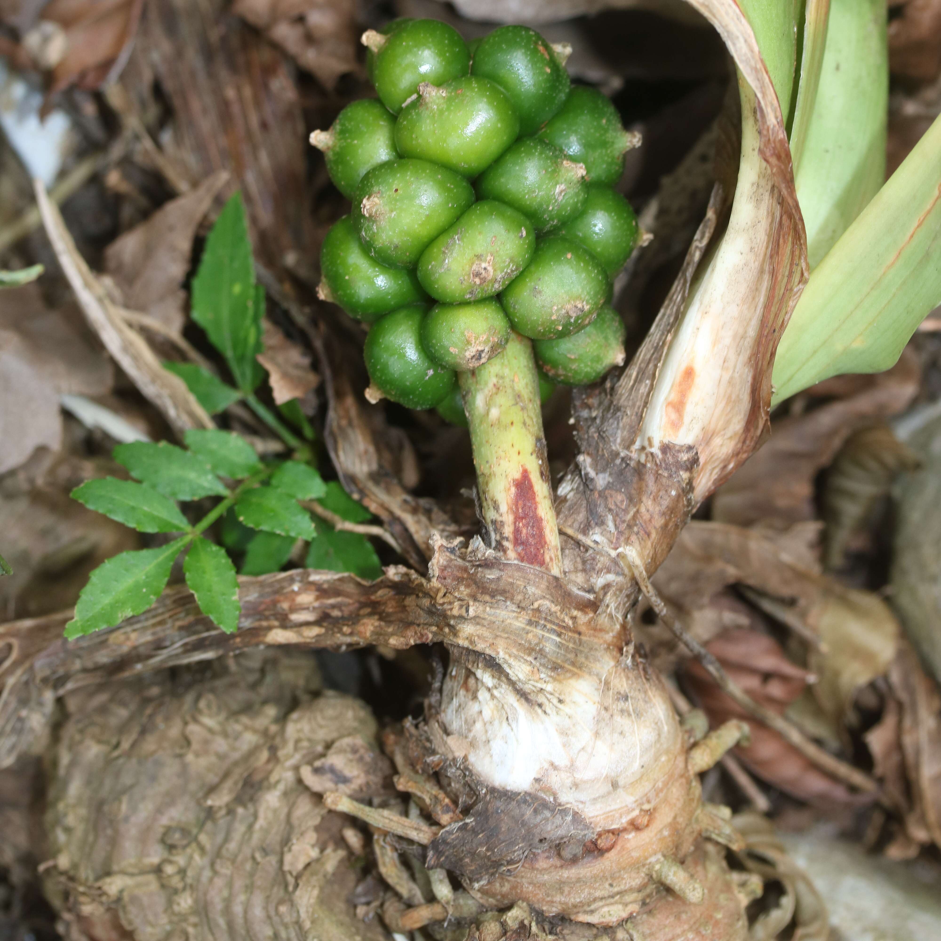 Imagem de Rohdea japonica (Thunb.) Roth