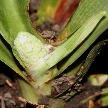 Image of Japanese Sacred Lily