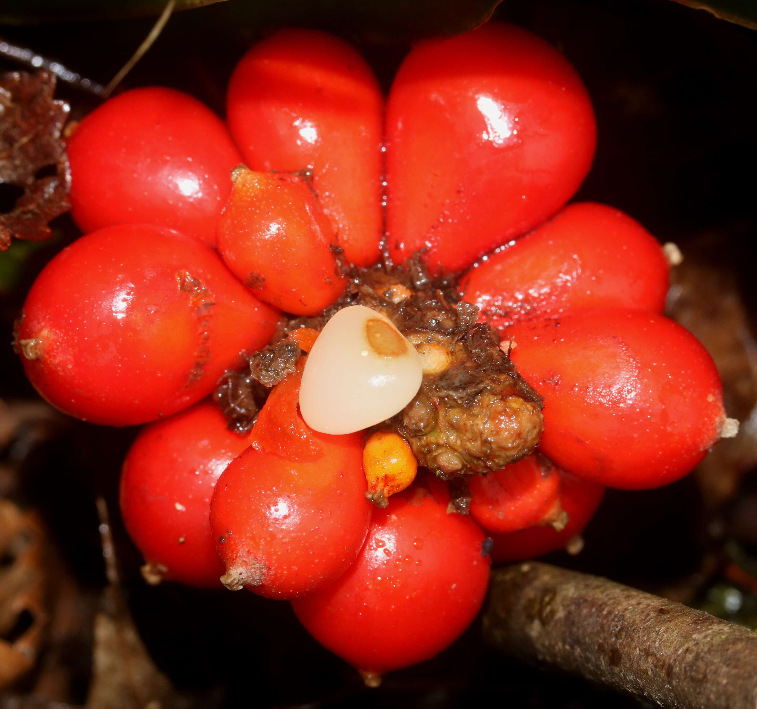 Imagem de Rohdea japonica (Thunb.) Roth