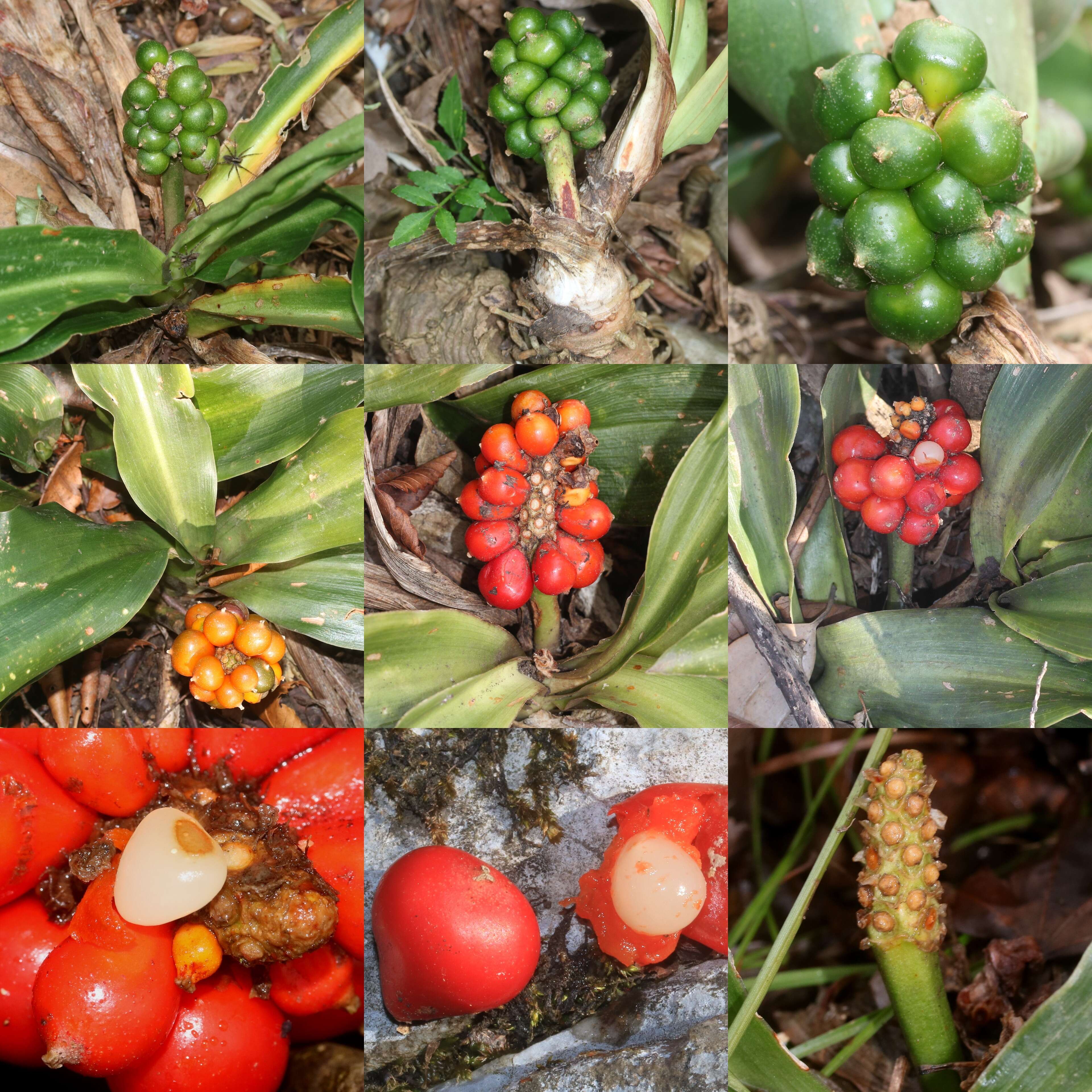 Imagem de Rohdea japonica (Thunb.) Roth