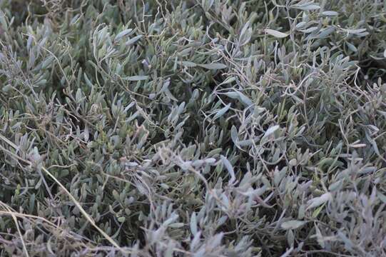 Image of saltbush