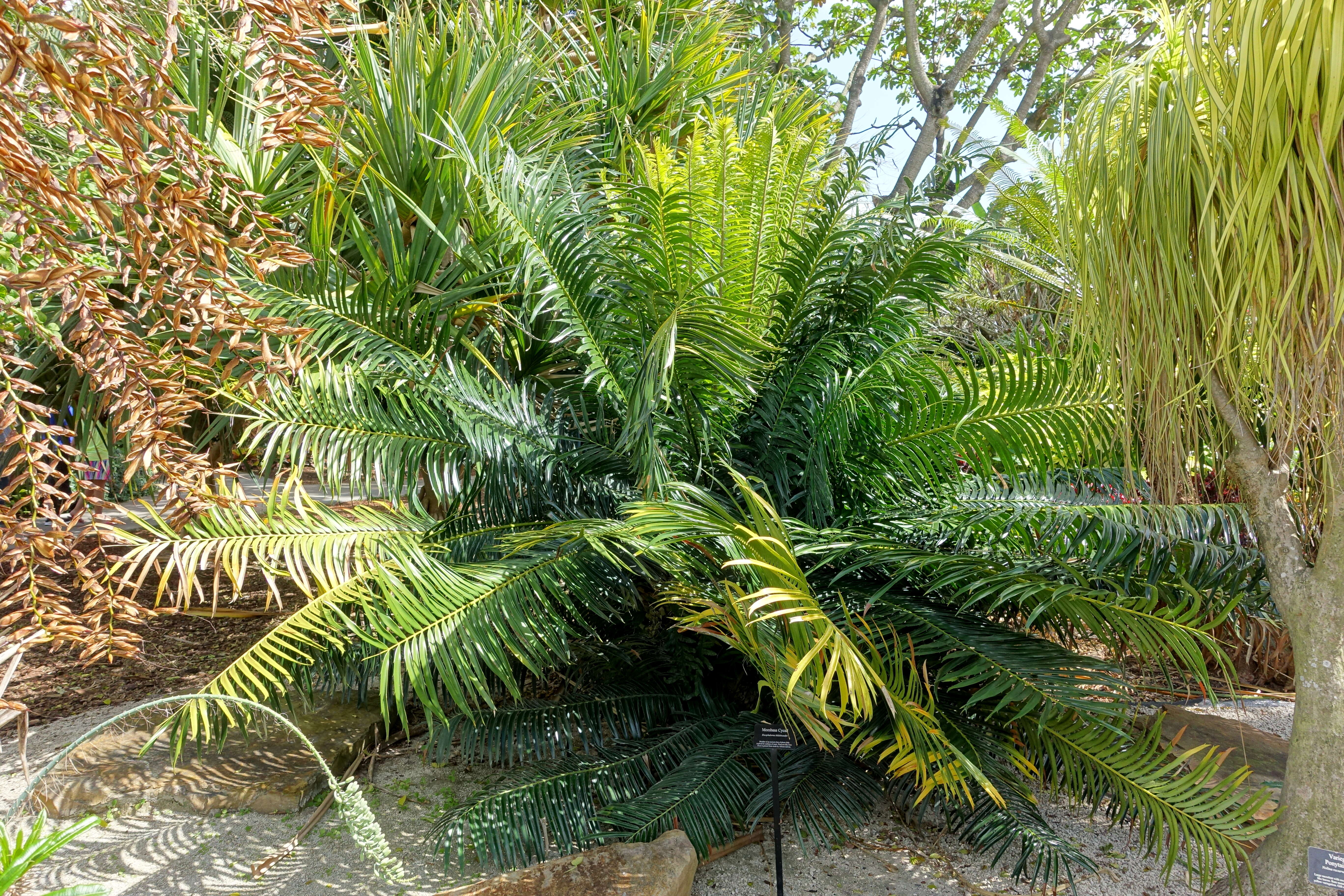 Image of Mombasa Cycad