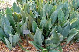 Image of Sansevieria masoniana Chahin.