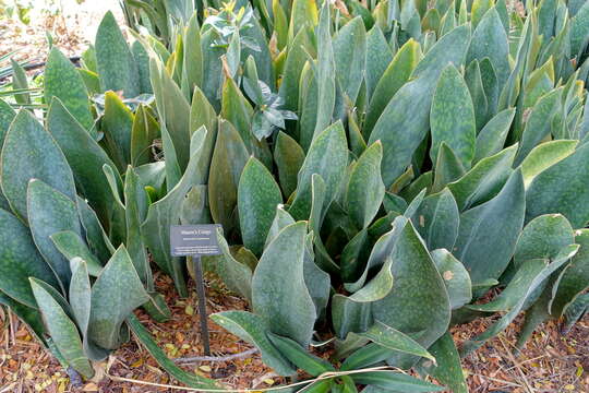 Imagem de Sansevieria masoniana Chahin.