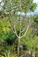 Image of Pachypodium rutenbergianum Vatke