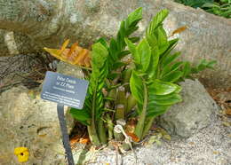 Image de Zamioculcas zamiifolia (G. Lodd.) Engl.