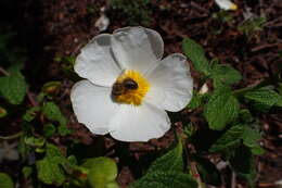 Image of salvia cistus