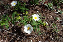 Image of salvia cistus